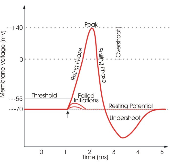 action potential spike definition